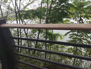 林间观景台所见自然景致