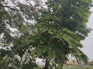 高大繁茂的绿树