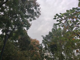 林间树梢上的阴沉天空