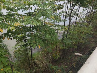 河边繁茂植被景观