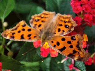 橙黑蝴蝶停驻艳红花朵