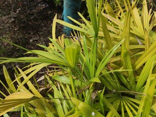 翠绿金边植物特写
