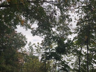 仰视茂密树林树冠