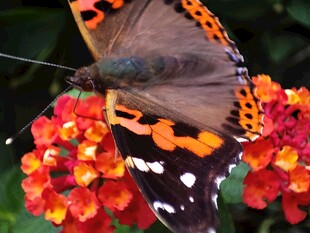 彩蝶停栖于绚烂花朵上