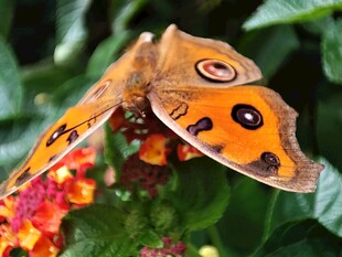 橙蝶停驻繁花上