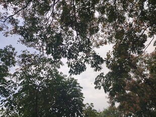 仰视茂密枝叶间的天空