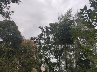 茂密树林中的天空景象