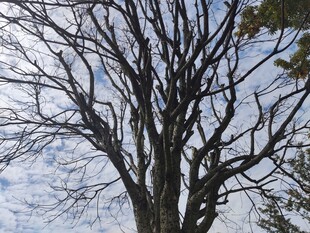 冬日枯树尽显萧瑟之态