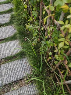 石板小径旁的绿植景致