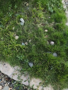 草地中的散落石头