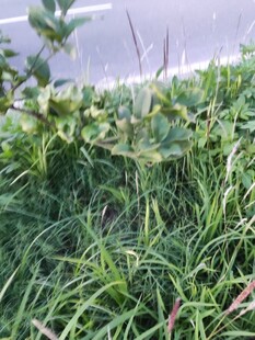 路边茂盛的绿色草丛