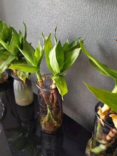 水培绿植清新室内小景致