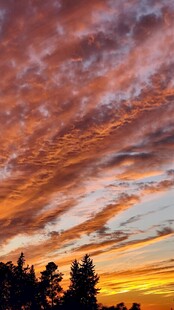 绚丽晚霞下的树木剪影