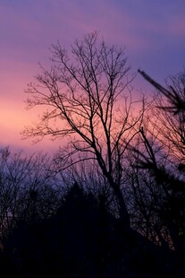 黄昏下的枯树剪影