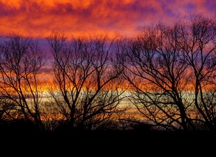 日落时分的枯树剪影