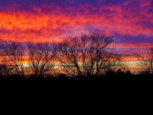 绚丽晚霞下的树木剪影