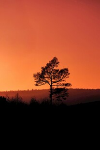 夕阳下的孤树剪影