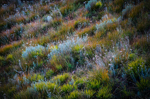 多彩山坡植被景观