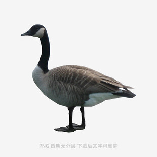 站立的灰黑色大雁