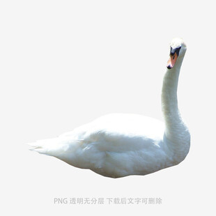 优雅白天鹅