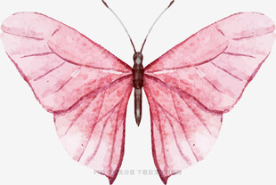 粉色梦幻蝴蝶插画