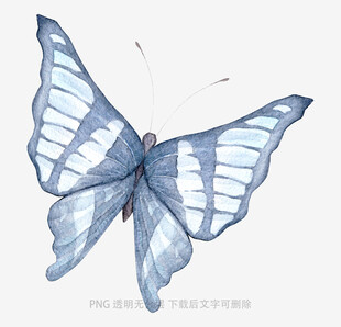 蓝色条纹蝴蝶插画