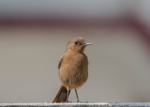 站在栏杆上的棕色小鸟