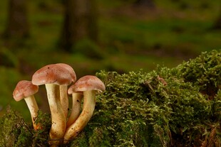 苔藓上的簇生蘑菇