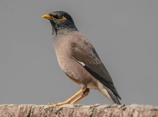 站在石上的灰黑色小鸟