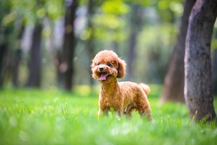 草地上的可爱棕色小狗