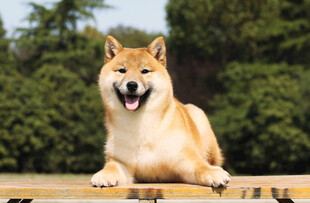 可爱柴犬趴坐享受惬意时光