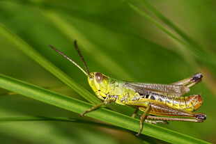 绿叶上的多彩蚂蚱