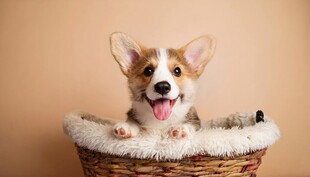 可爱小狗窝在编织篮中