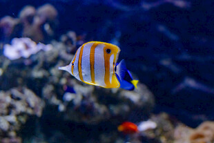 条纹海鱼悠游于珊瑚间