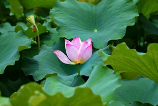 绽放的粉色荷花与荷叶