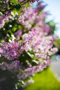 盛开的紫丁香花