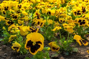 黄色三色堇花海绽放