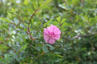 娇艳粉色花朵绽放枝头