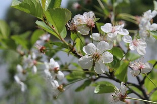 枝头绽放的白色花朵