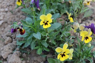 三色堇绽放于泥土间