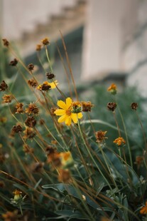 绽放的黄色小花