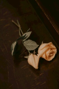 枯萎玫瑰 诉说时光故事