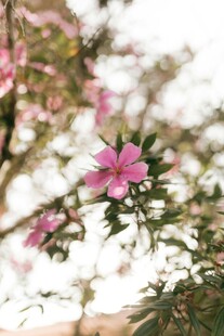 娇艳绽放的粉色花朵