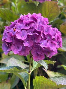 紫色绣球花绽放