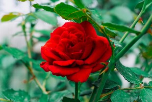 娇艳红玫瑰绽放绿叶间