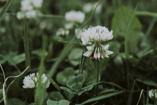 三叶草花朵特写