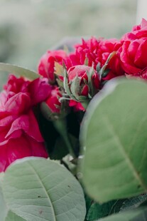 娇艳红掌与绿叶特写