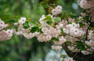 枝头绽放的粉嫩樱花