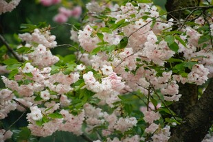 盛开的粉嫩樱花枝头