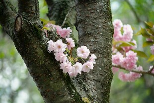 枝头绽放的粉嫩樱花